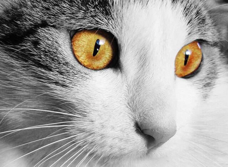 close up of cats eyes