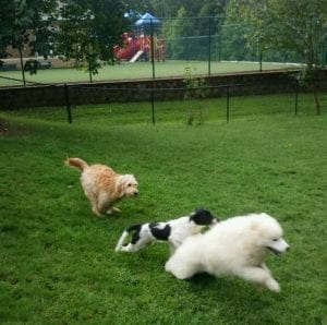 dogs running on grass