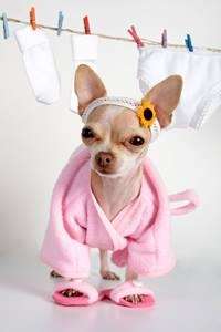 Dog in Pink Robe