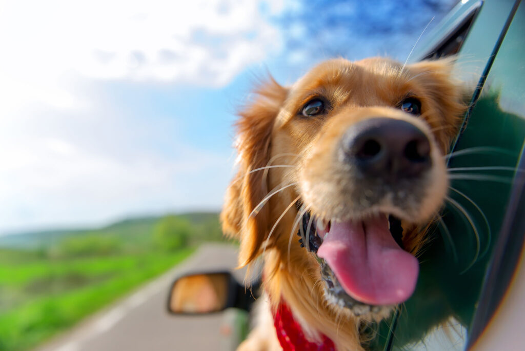 Golden,Retriever,Looking,Out,Of,Car,Window very happy and funny dog